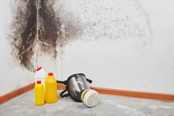 Best Home Mold Removal  in Kermit, TX