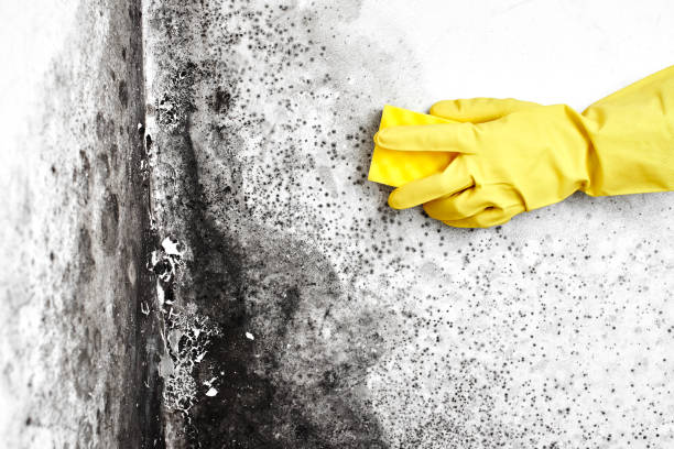 Best Toxic Mold Removal  in Kermit, TX