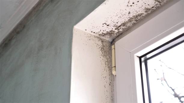 Best Toxic Mold Removal  in Kermit, TX