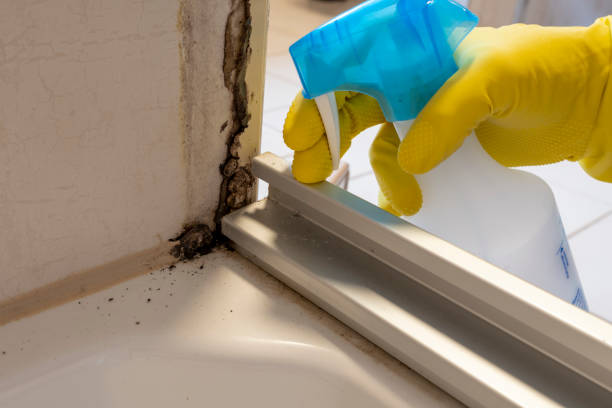 Best Office Mold Removal Services  in Kermit, TX