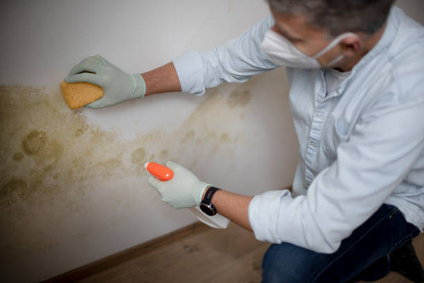 Best Mold Remediation  in Kermit, TX