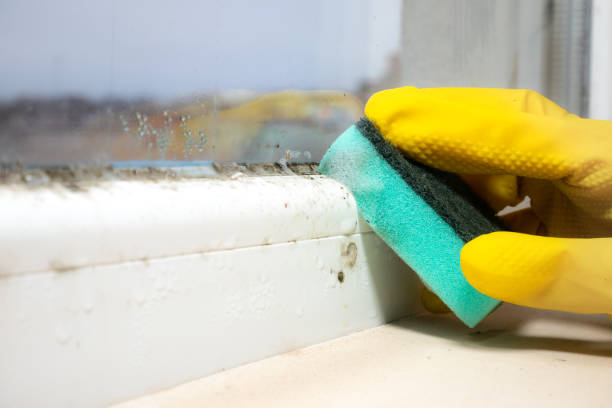 Best Crawl Space Mold Removal  in Kermit, TX