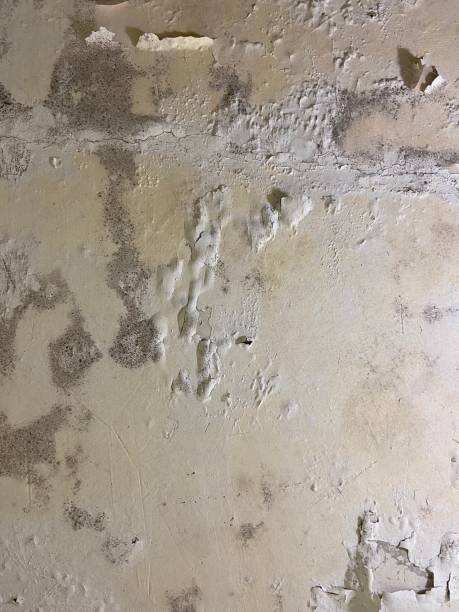 Best Crawl Space Mold Removal  in Kermit, TX