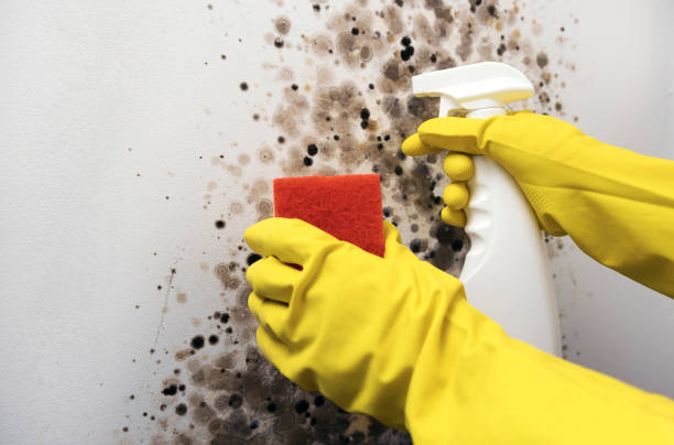 Best Black Mold Removal  in Kermit, TX