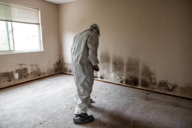 Best Mold Damage Repair  in Kermit, TX