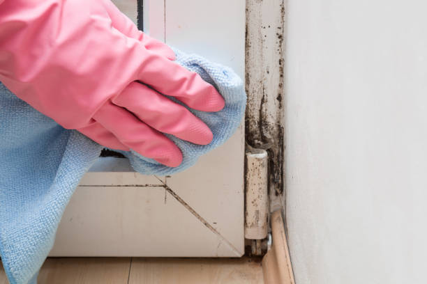 Best Home Mold Removal  in Kermit, TX